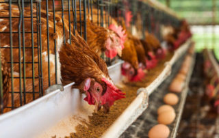 Our customised agricultural finance solutions include everything from loan for poultry farms to catalytic infrastructure.
