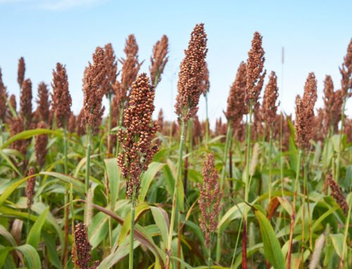 International Year of Millets 2023:  3 reasons why a ‘Millet revolution’ in India is needed urgently?